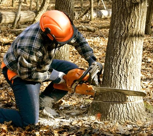 Tree Removal in Poland, ME